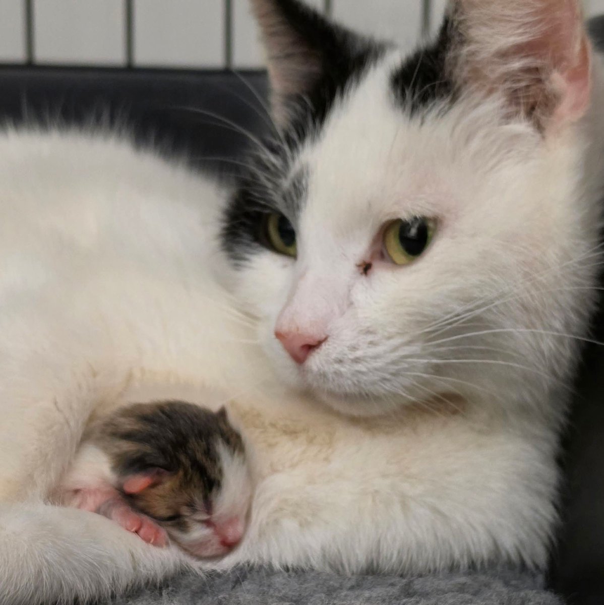 Bradford Cat Watch Rescue tweet media