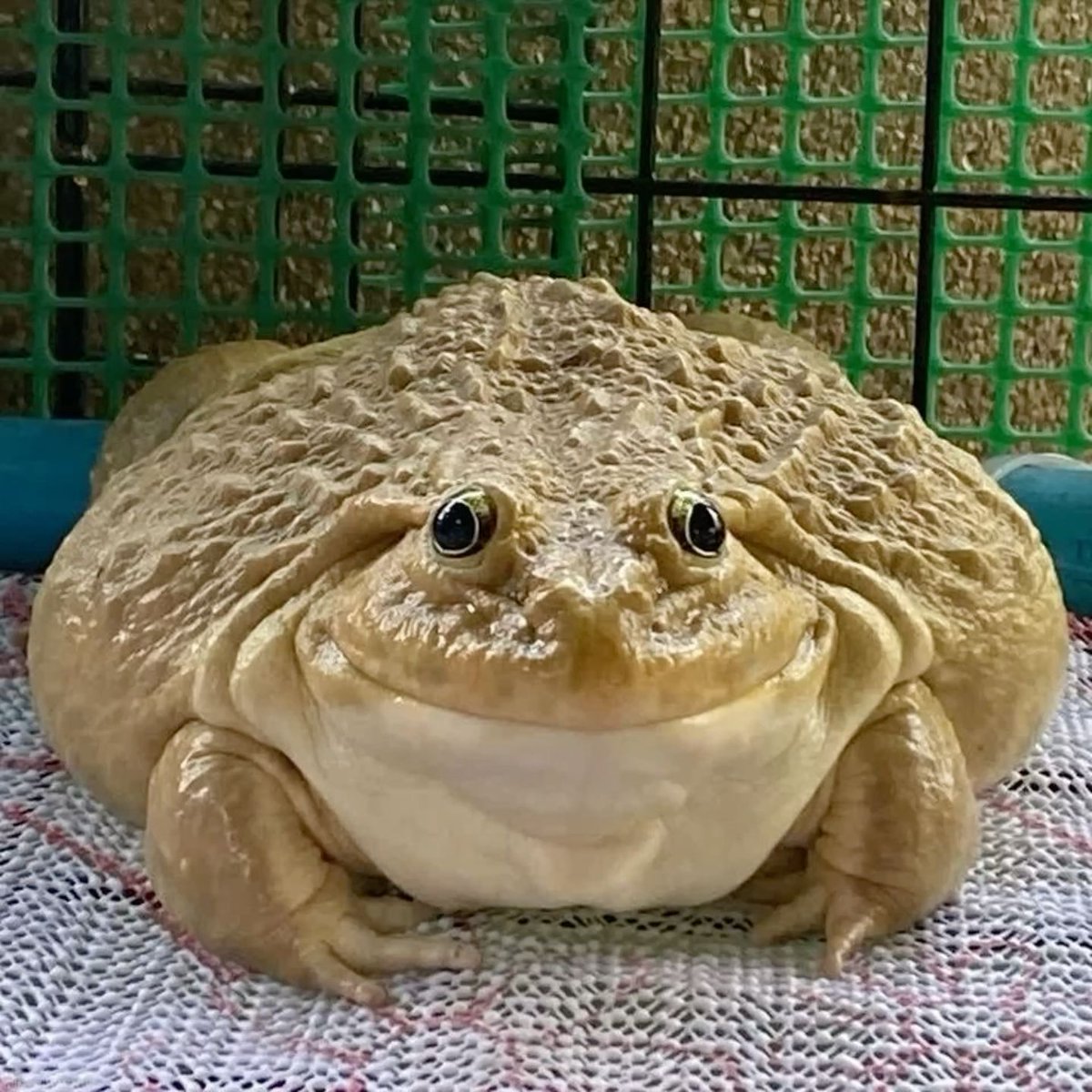 The Frog Pond tweet media