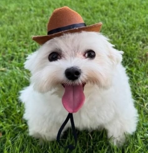 Xx_Zack_Gamer_380_xX tweet media