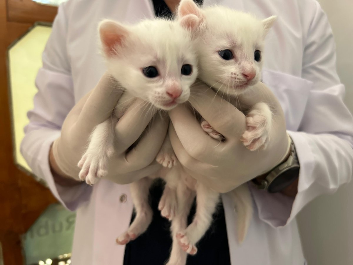 DarkWeb Haber tweet media