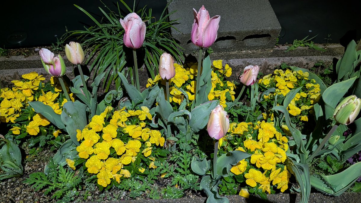 れどばぐ tweet media