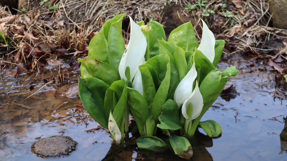 ムラサキノハナ👾 tweet media