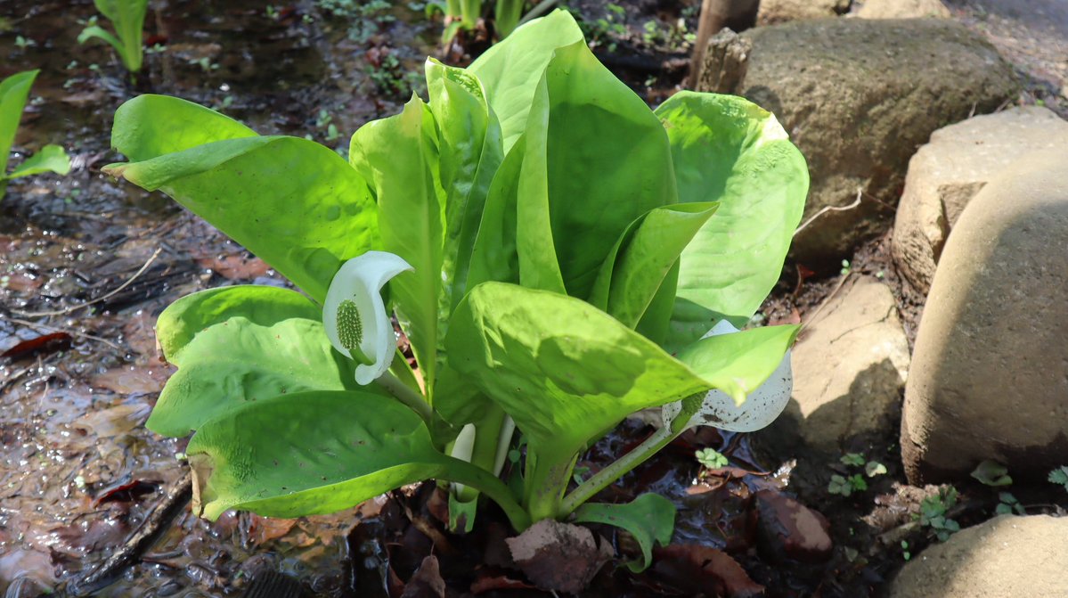 ムラサキノハナ👾 tweet media