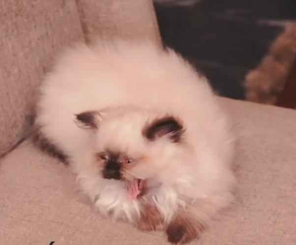 diegodavid19 tweet media