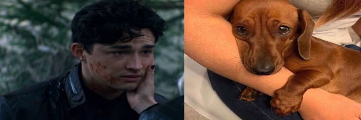 victor 🦔 tweet media