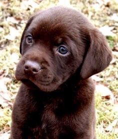 Warren Kinsella tweet media