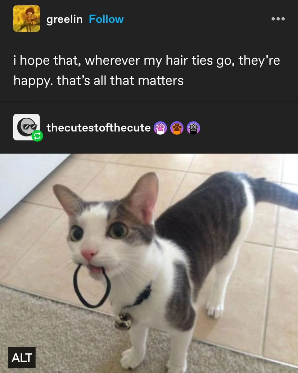 Punch Cat tweet media