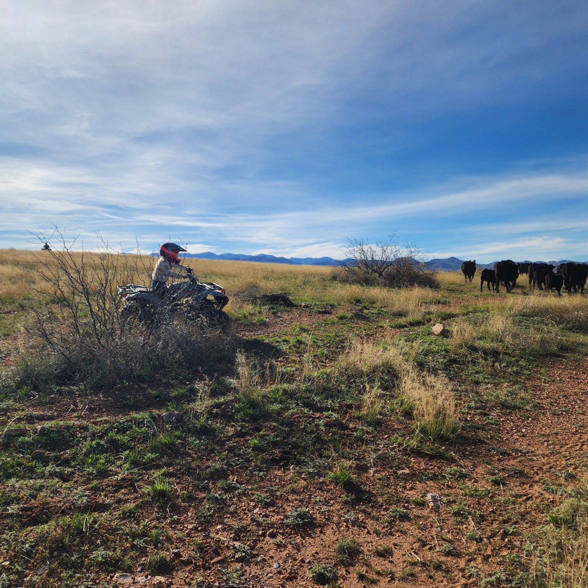 Arizona Farm Bureau tweet media