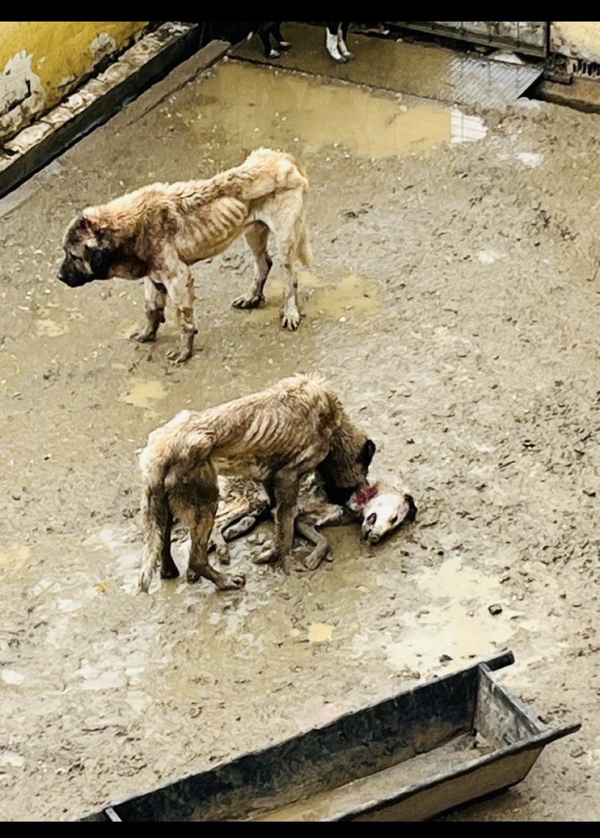 Serap Ulusoy 🦋 tweet media