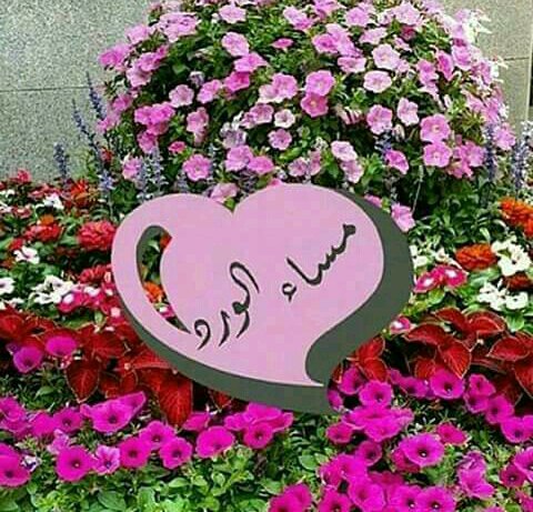 أبو أبراهيم.𝑠𝑎𝑙𝑎𝑚𝑎ℎ.⚜️ tweet media