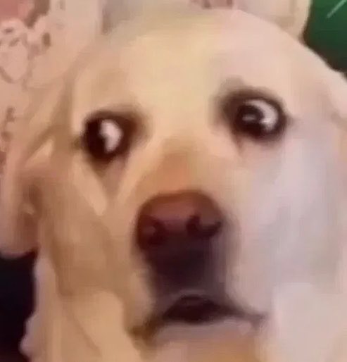 D O G G O B O N G O tweet media