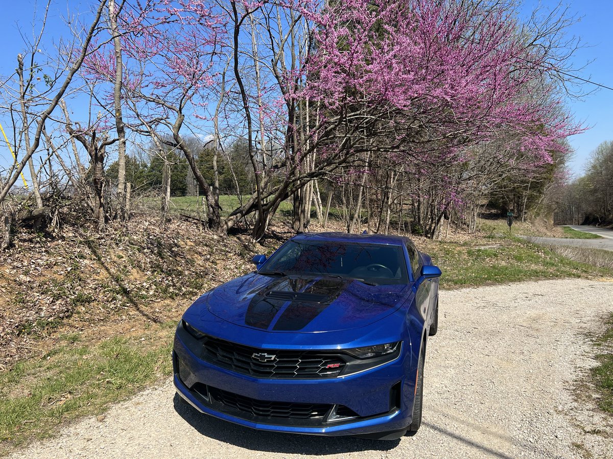 Waywardson492's tweet photo. @sh__y_1 Here’s mine under one of my favorite flowering trees in Kentucky the redbud. https://t.co/o1xF88e8bD