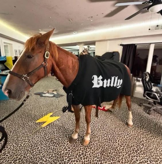 The Life Of Pol tweet media