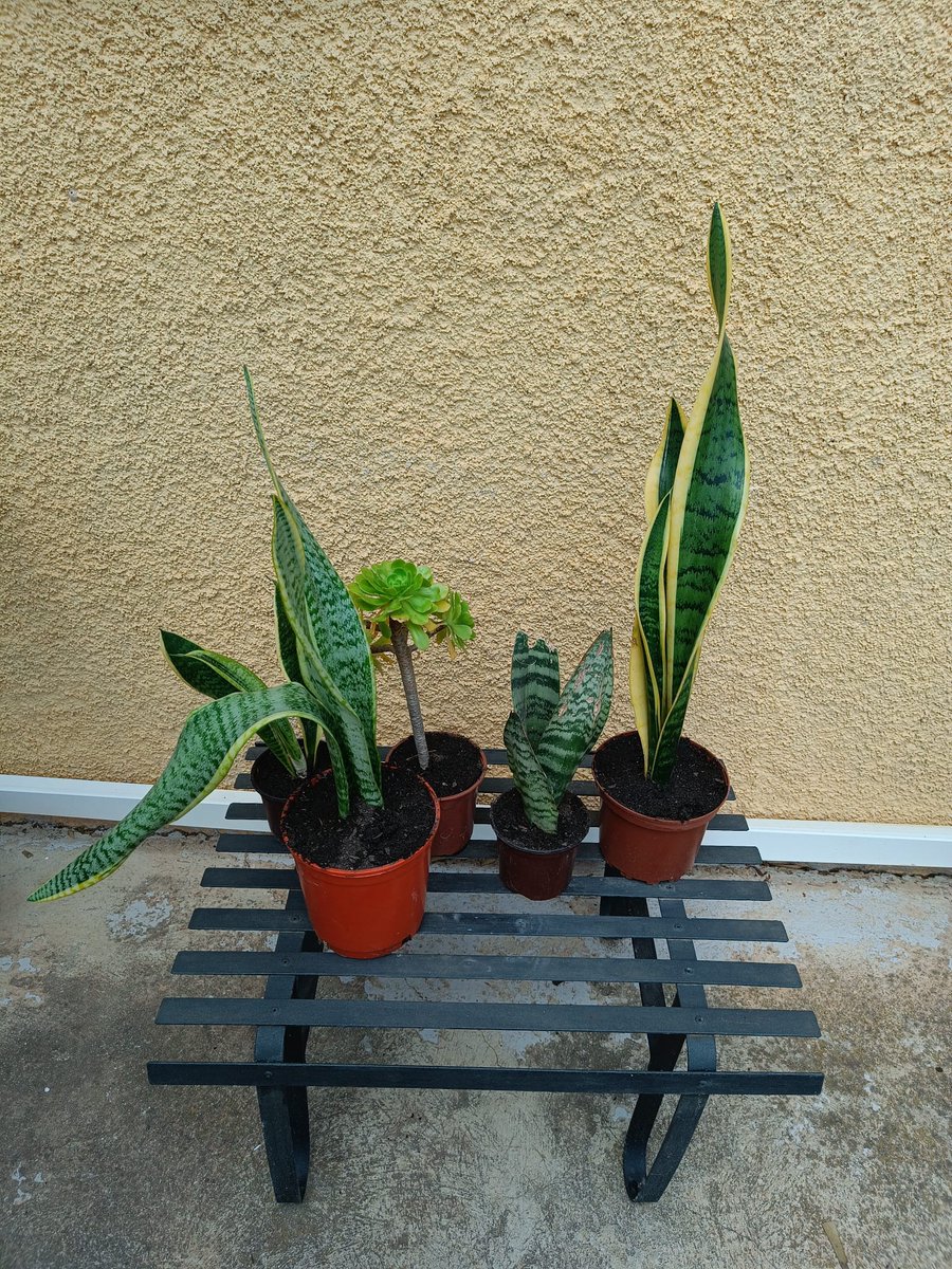 Verónica Cano tweet media