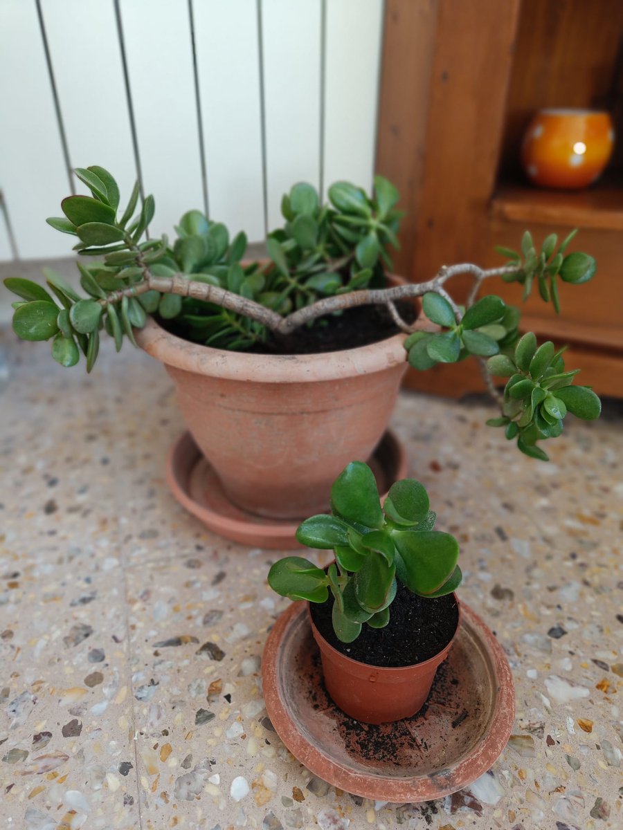 Verónica Cano tweet media