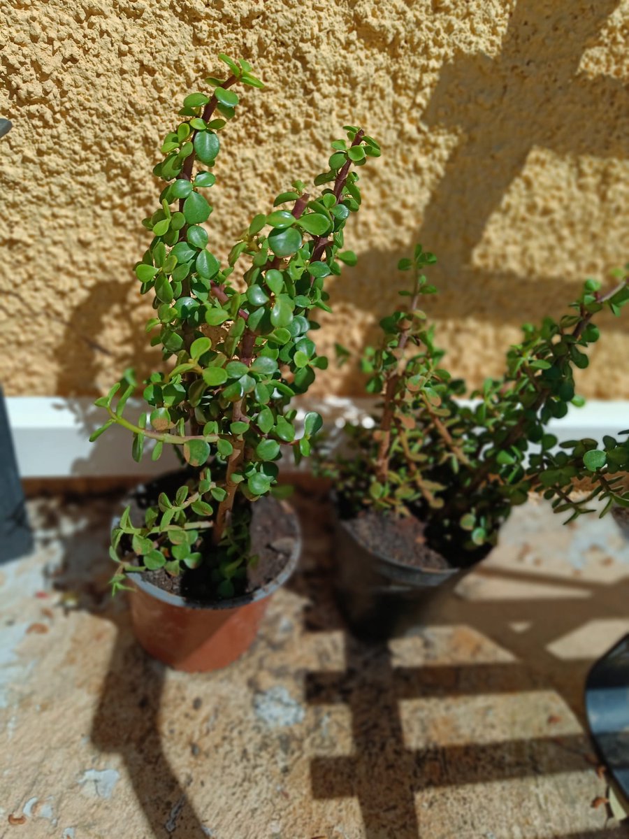 Verónica Cano tweet media