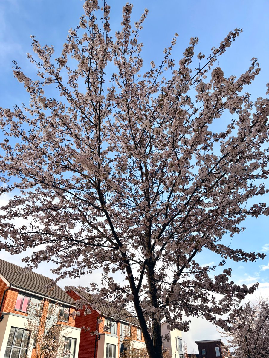 antlrs__'s tweet photo. 近所の桜が満開。 https://t.co/oNbM94O8fx