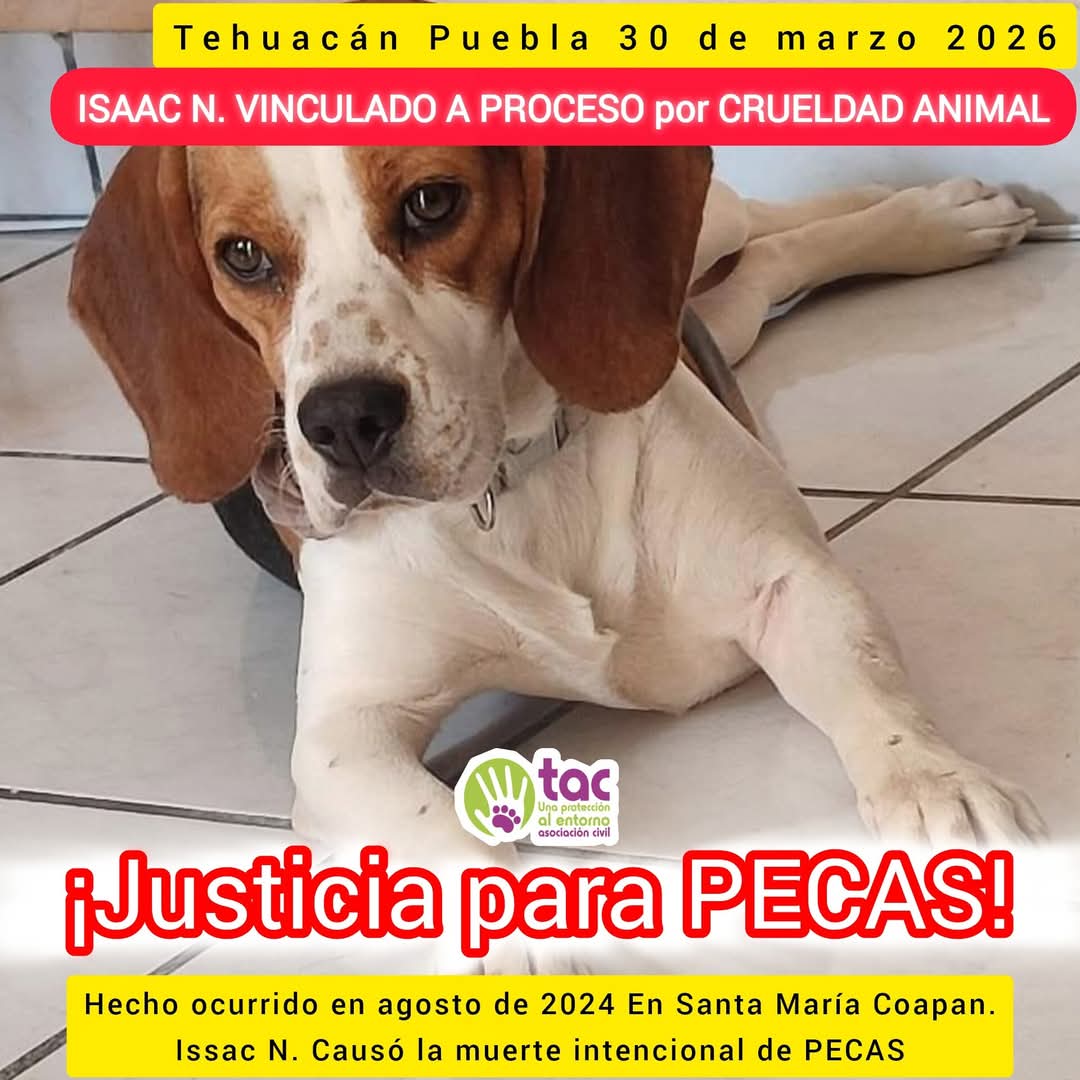🔴🐾 <a href="/Tac_AC/">Tac   A. C.</a> confirmó que Isaac N. fue vinculado a proceso por crueldad animal tras atropellar y matar intencionalmente a "Pecas" en agosto de 2024, en Santa María Coapan, #Tehuacán. 

Durante la investigación complementaria, tiene prohibido acercarse a animales.