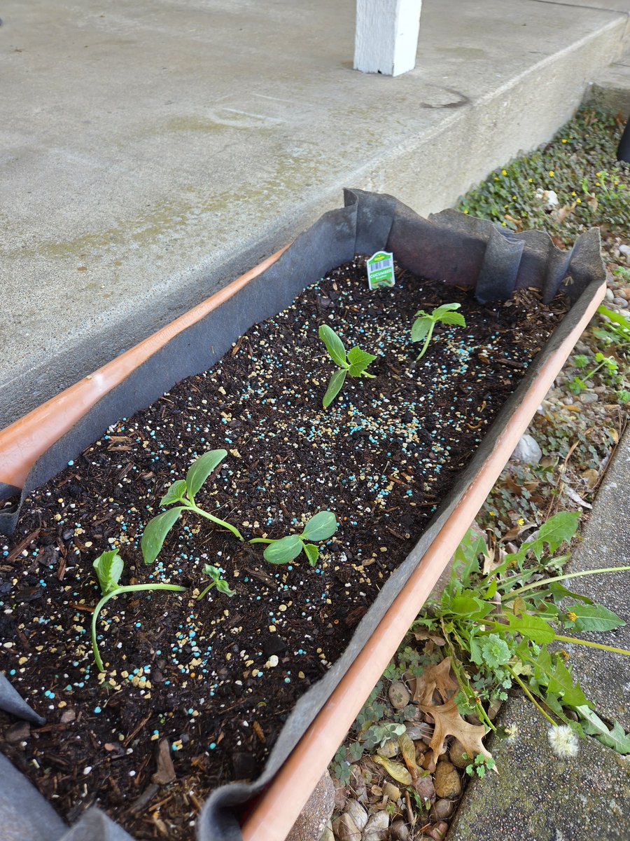 ladygreen83's tweet image. This year's veggies are planted!😁 cherry tomatoes, cucumbers, sweet banana peppers, and romaine. 
#gardening #vegetables #spring #summer #homegrown