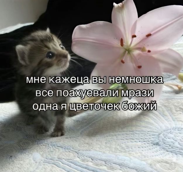 dandelionENHYPEN_IS_7 tweet media