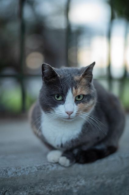 Rosa Freeman tweet media