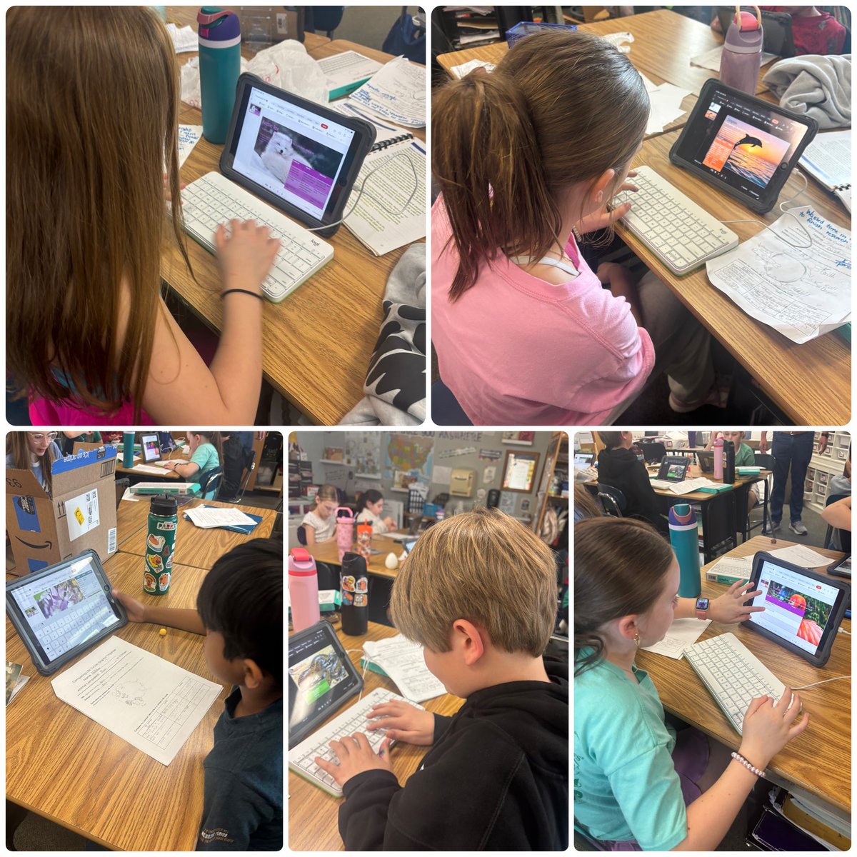 We’ve been researching different animal life cycles to compare to the life cycle of a chicken. 26 students with 26 different animals building 26 different PowerPoint slides!! 🤯 <a href="/Geistgators/">Geist Elementary</a> <a href="/HSESchools/">Hamilton Southeastern Schools</a> #ALLin