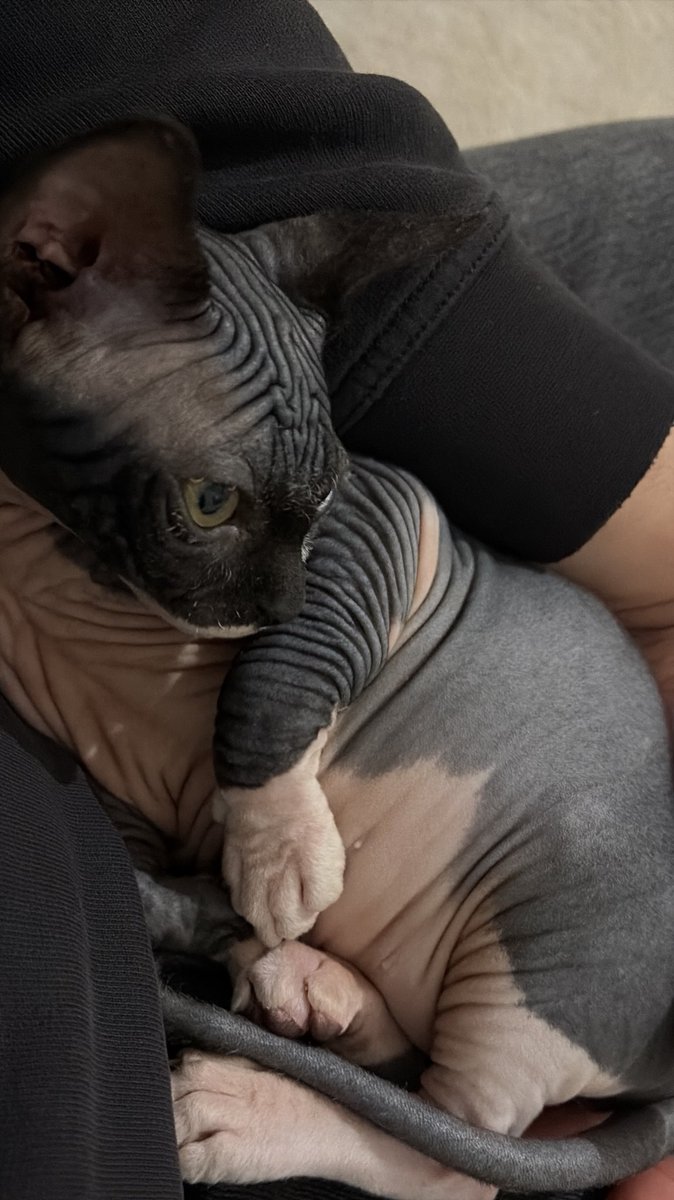 se non ti piace questa razza di gatto, non possiamo essere amici.