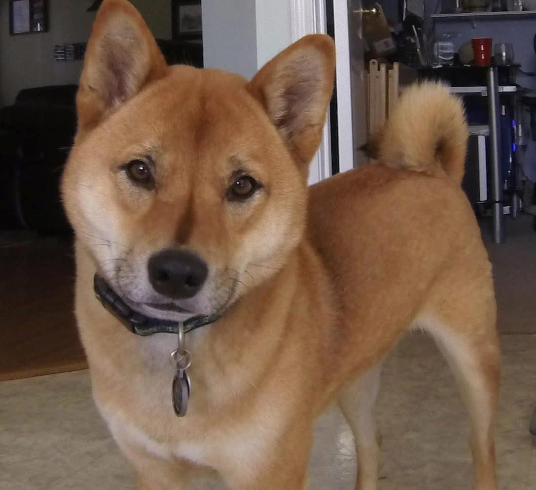 Brunt, FCA. tweet media