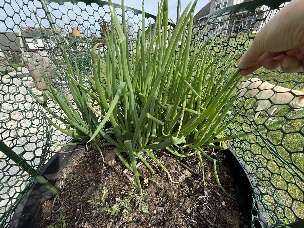 要(かなめ) tweet media