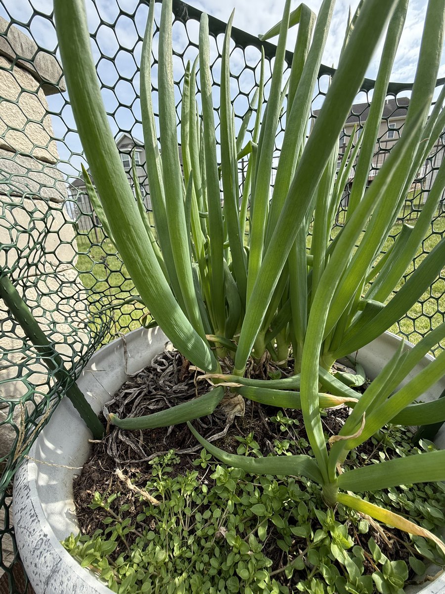 要(かなめ) tweet media