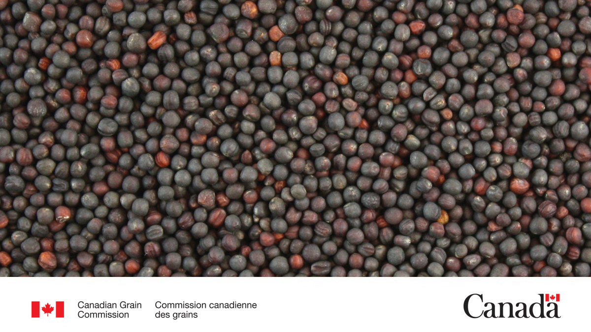 The Quality of Canadian canola exports in 2025-2026 report has been updated with data as of February 2026.
ow.ly/uPnq50YASJg