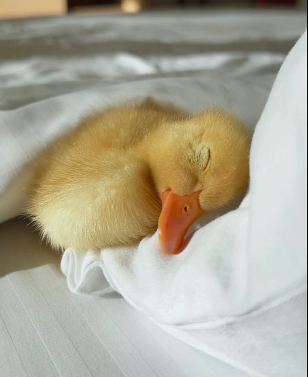 AlphaSavant🐦‍🔥 tweet media