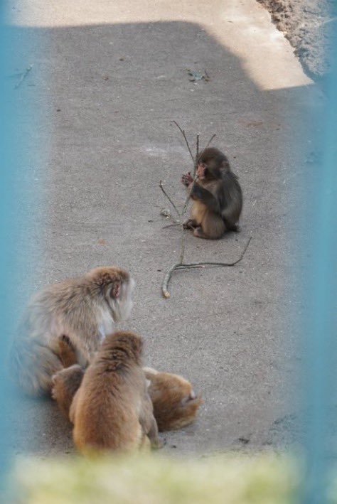 murf $punch tweet media