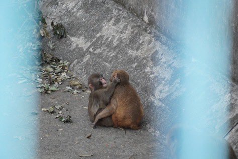 murf $punch tweet media