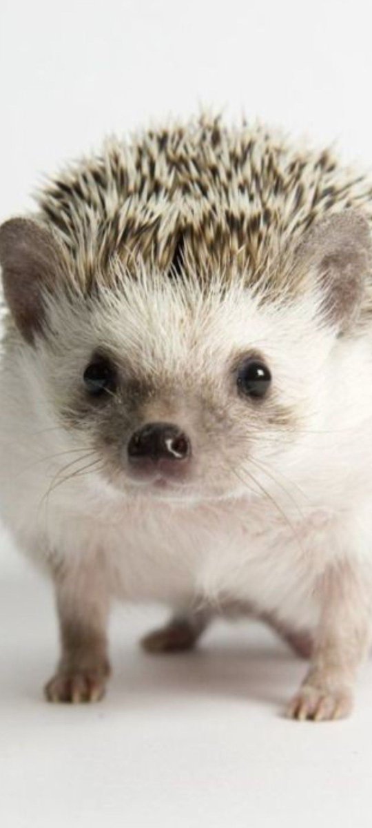Hedgehog Zone tweet media
