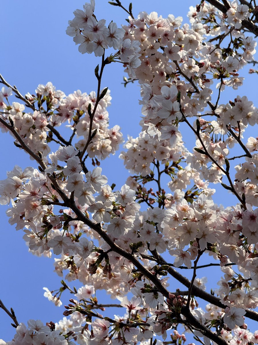 株式会社グラディート🐰♡ 広報ににみ tweet media