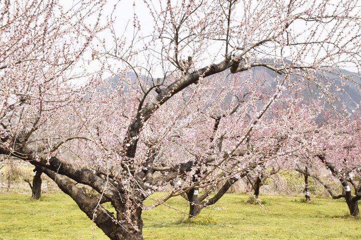 福島民友新聞社 tweet media