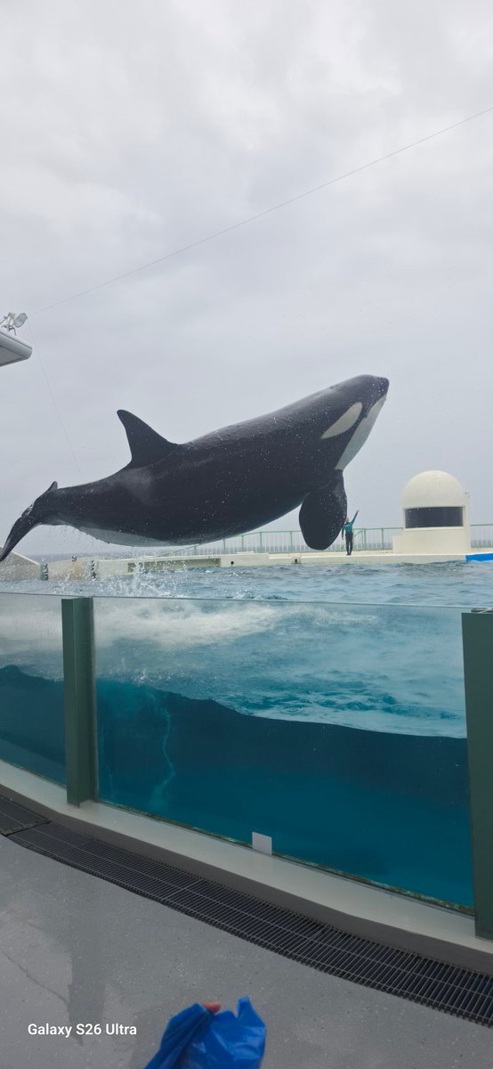 わんぱく@ミカン tweet media