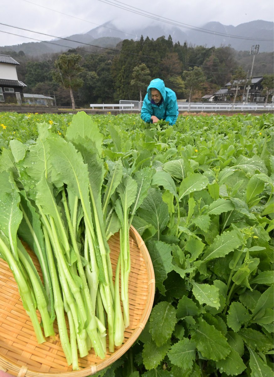 日刊県民福井 tweet media