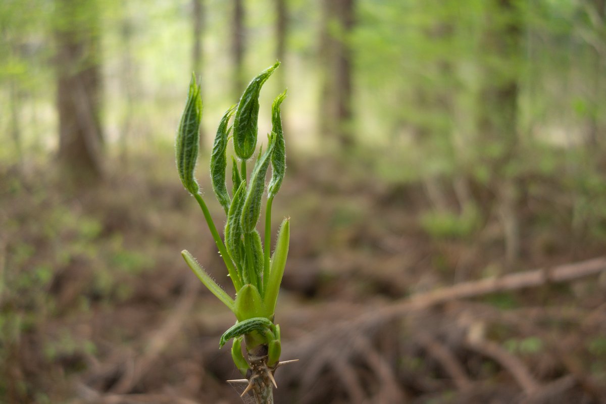 安達写真印刷株式会社【公式】 tweet media