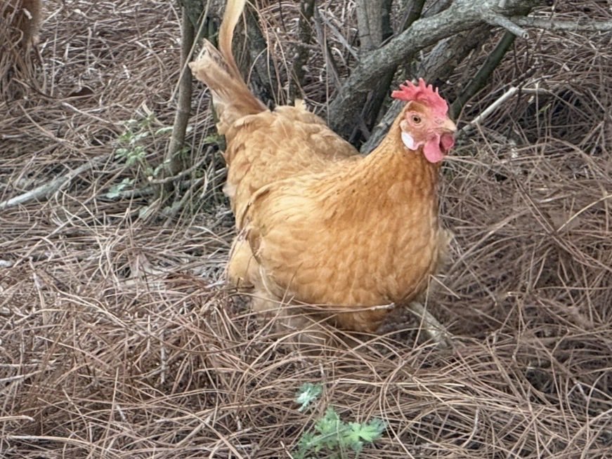 Jason 🇺🇸 tweet media