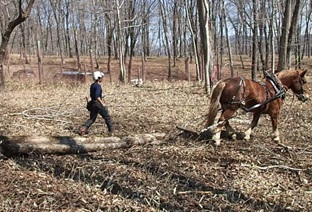 北海道 日高振興局-ナナイロひだか- tweet media