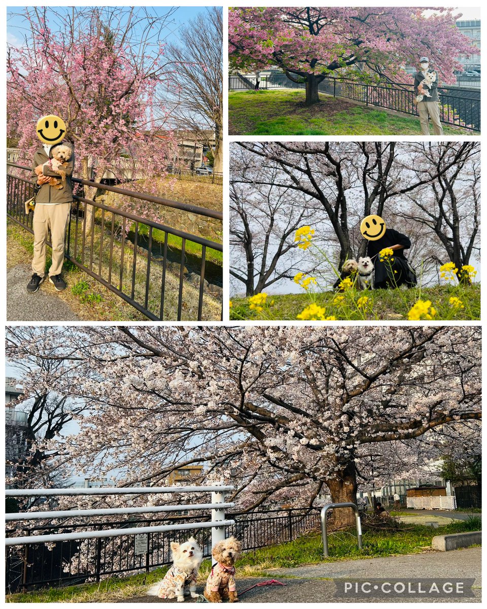 mint-fam tweet media