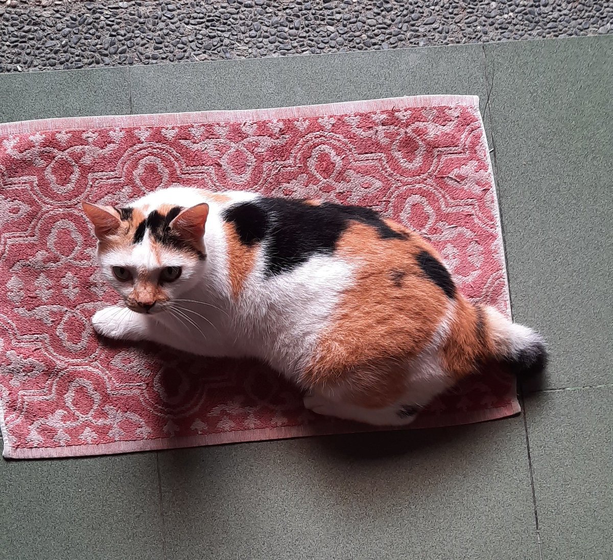 👯‍♀️ tweet media