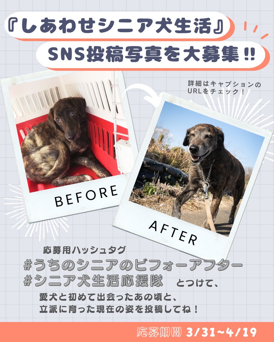 Shi-Ba【シーバ】+犬びより tweet media