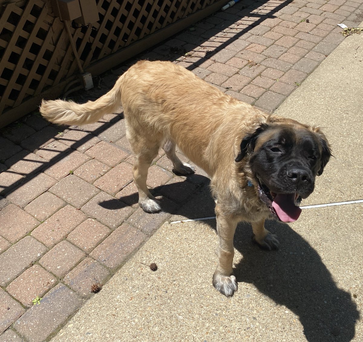 Mediocregoon tweet media