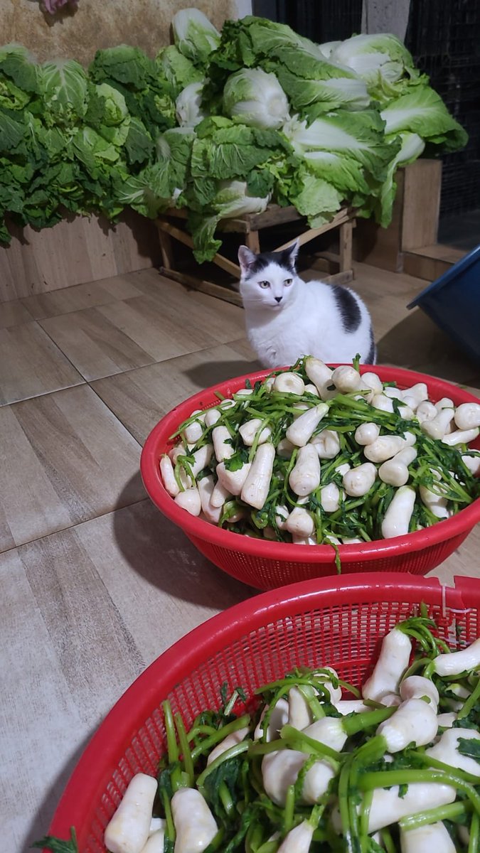 kinomot0 tweet media