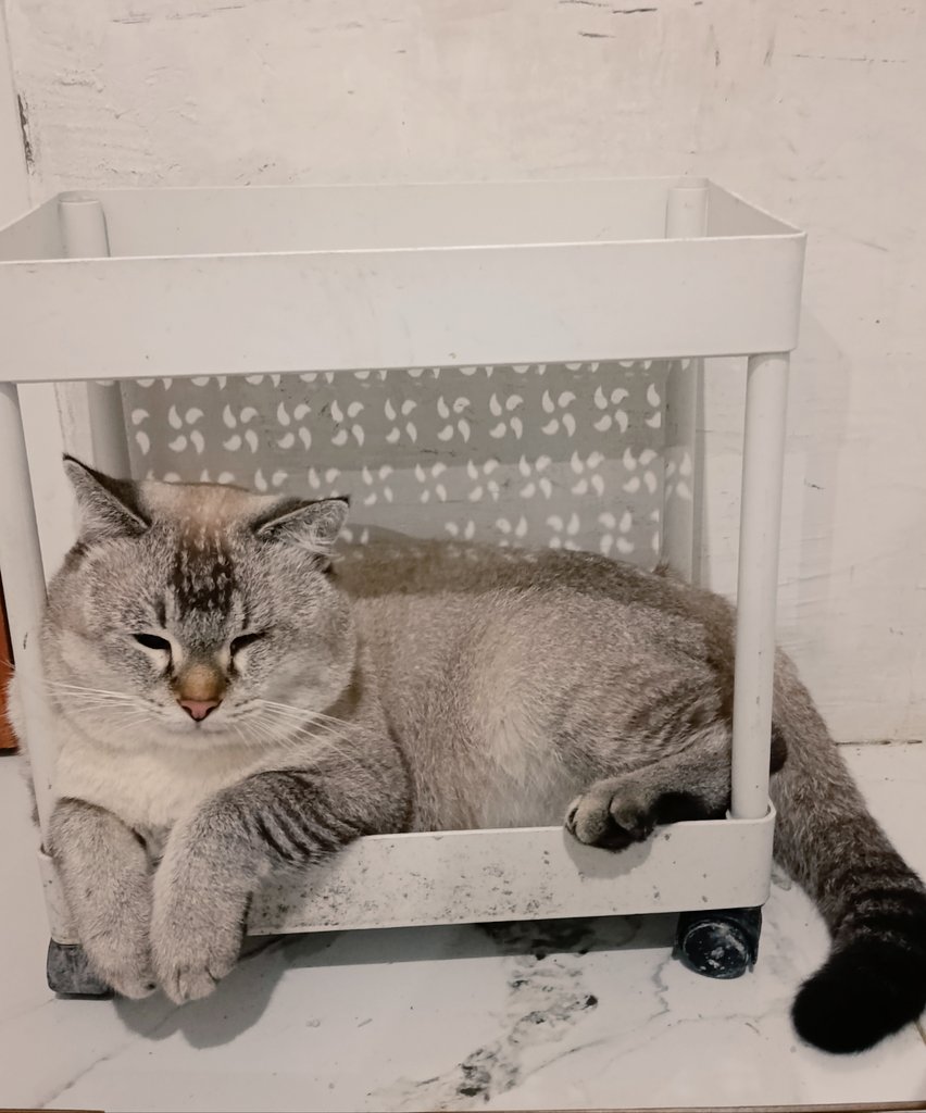 Joyful Garden 🌿🫑 tweet media