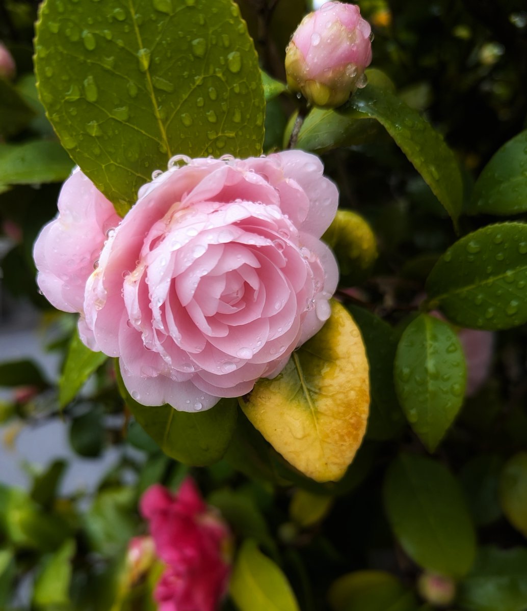 Dickfish. tweet media