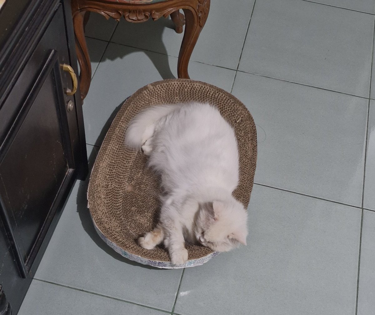 👯‍♀️ tweet media